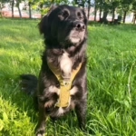 Perro Mamba después de mejorar su dieta con la ayuda de Neus Agüera.