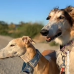 Merlin y Blum, Borzoi y galga que pasaron por mis manos para un cambio de alimentación