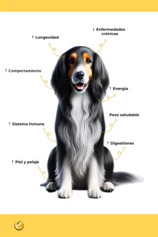 La mejor nutrición para tu perro: guía esencial para cuidadores