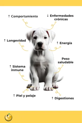 beneficios de una alimentación natural para el crecimiento de un cachorro sano